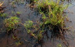 Paspalum vaginatum