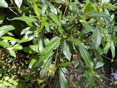 Gesneria pedunculosa