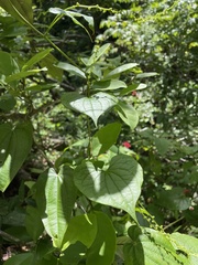 Dioscorea cordata
