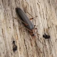 Copidita quadrimaculata