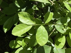 Ilex nitida