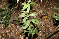 Myrsine subsessilis