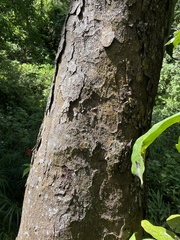 Prunus occidentalis