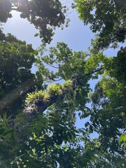 Prunus occidentalis