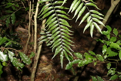 Arthropteris tenella