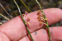 Struthiola leptantha