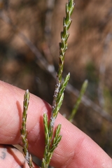 Struthiola leptantha