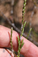 Struthiola leptantha