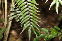 Arthropteris tenella