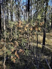 Dodonaea truncatiales