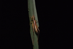 Euscyrtinae