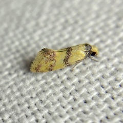 Psaroxantha basilica