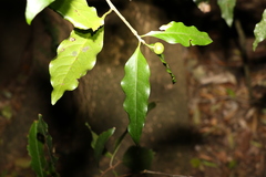 Actephila mooreana