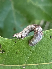 Catocala coccinata