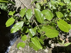 Casearia sylvestris