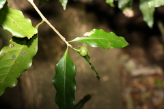 Actephila mooreana