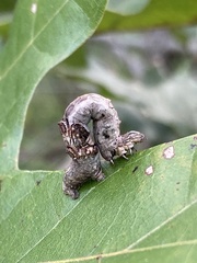 Catocala coccinata