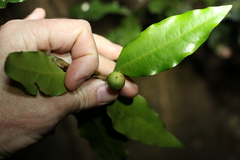 Actephila mooreana