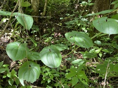 Dioscorea alata