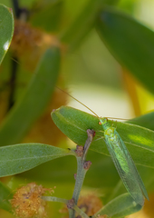 Plesiochrysa ramburi