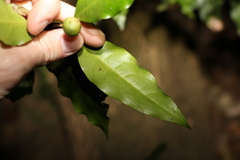 Actephila mooreana
