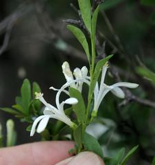 Turraea obtusifolia
