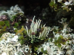 Cladonia glebosa