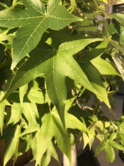 Liquidambar styraciflua