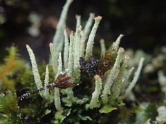 Cladonia glebosa