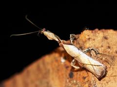 Phyllocrania paradoxa