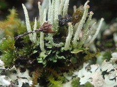 Cladonia glebosa