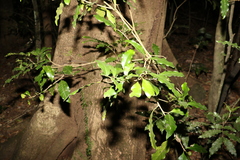 Actephila mooreana