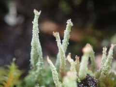 Cladonia glebosa