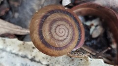 Sauroconcha jervisensis