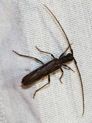 Trichopsathyrus modestus