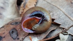 Sauroconcha jervisensis