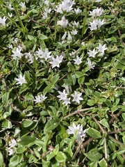 Richardia grandiflora