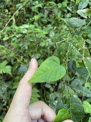 Neorudolphia volubilis