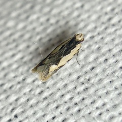 Ardozyga catarrhacta