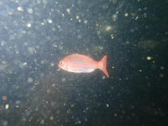 Pterogymnus laniarius