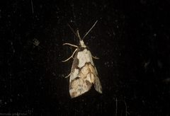 Philenora chionastis