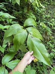 Mickelia pergamentacea