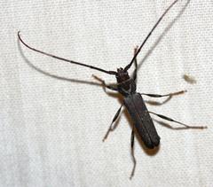 Xystrocera erosa