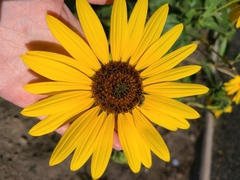 Helianthus annuus