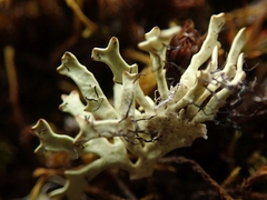 Xanthoparmelia reptans