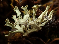 Xanthoparmelia reptans