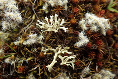 Xanthoparmelia reptans