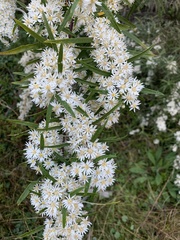 Olearia viscidula
