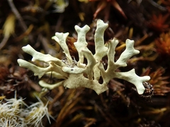 Xanthoparmelia reptans