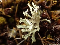 Xanthoparmelia reptans